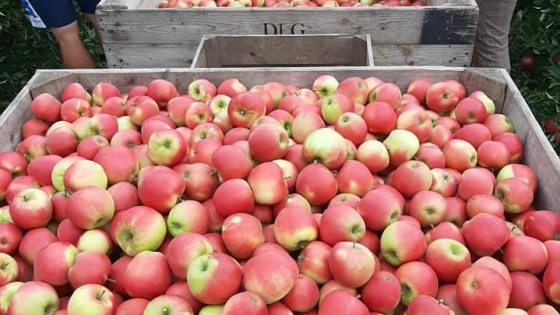 Demyfruit appels